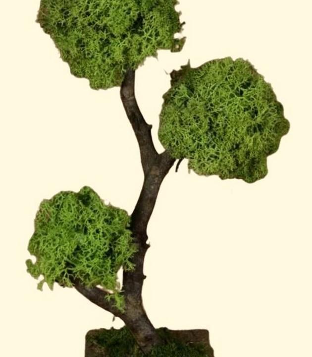 albero legno con lichene cm 27